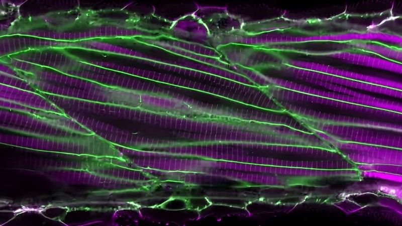 IMB researchers recorded how different parts of cells in the muscle of two-day-old zebrafish develop. The membranes of the cells are labelled in green and the contractile apparatus of the muscle is la... - , tags: modèle de poisson-zèbre le vieillissement - Monok