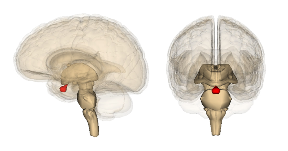 Un catalogue centralisé vise à faire progresser la recherche sur les tumeurs hypophysaires